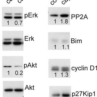 Calpain 2 Knockdown Affects Signaling Properties In AC2M2 Cells AC2M2