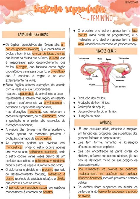 Sistema Reprodutor Feminino Como Estudar Anatomia Mapa Mental