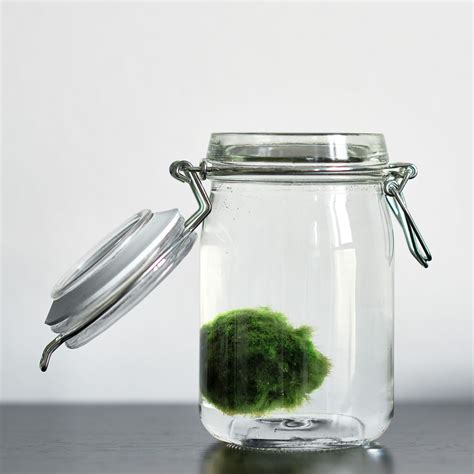 How To Make A Marimo Moss Ball Terrarium Hawk Hill