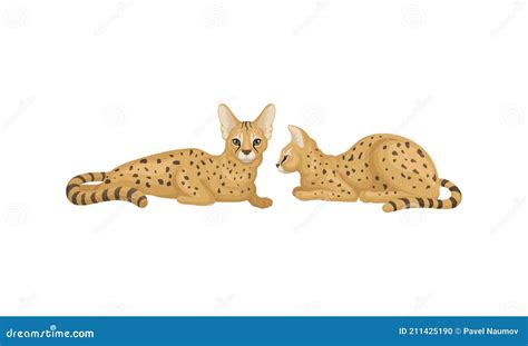 Serval Comme Chat Sauvage Africain Avec Petite T Te Et Grandes Oreilles