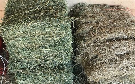 How Much Hay Does A Horse Eat Per Day Per Month