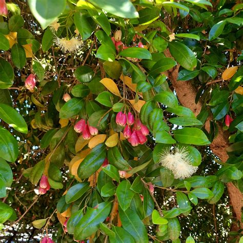 Australian Brush Cherry Syzygium Paniculatum Eugenia Myrtifolia