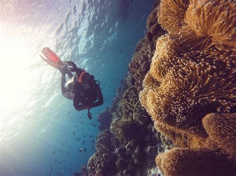 happy world sea day  bawah laut indonesia  keindahan tiada dua