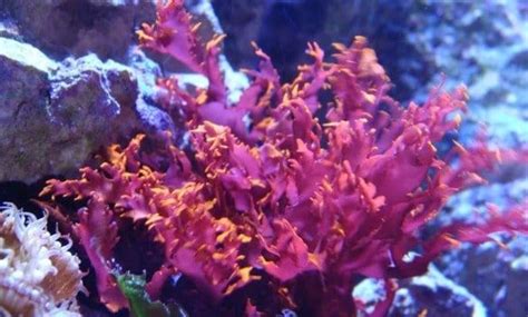 The 10 Live Saltwater Aquarium Plants - (Guide & Care) | Planted ...