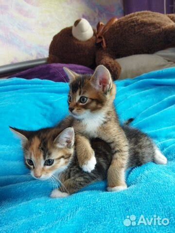 Котята Абиссинской породы купить в Москве | Животные и зоотовары | Авито