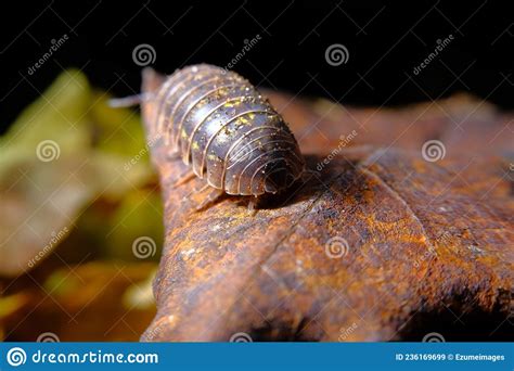 Pill Bug Armadillidiidae Stock Image Image Of Detail 236169699