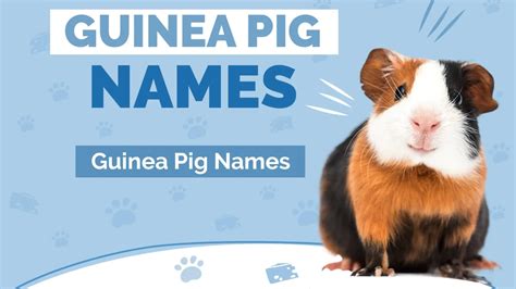 349 Pet Names For Guinea Pigs The Unlimited List 2024 Update Word