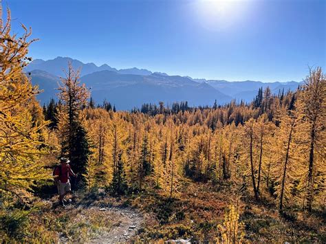 Larch Forest Larches Tree - Free photo on Pixabay - Pixabay