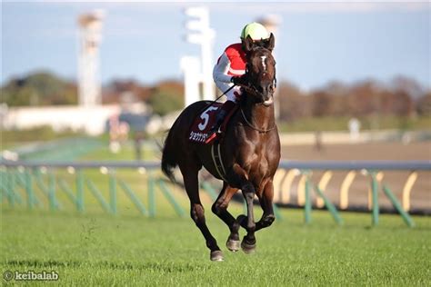 ショウナンラプンタ Shonan La Punta 競走馬データベース 競馬ラボ