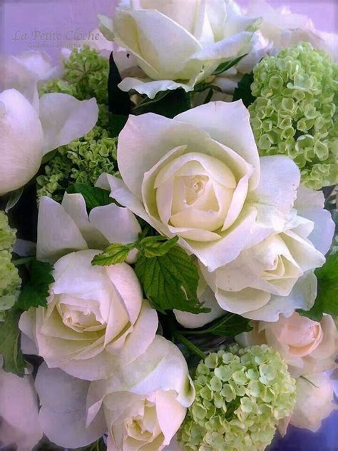 Pin By Tena Whitt On I Luv Plants Flowers Beautiful Flowers Rose