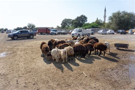 Venta De Ovejas Y De Cabras Para Eid Al Adha Festival Del Sacrificio