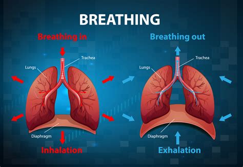 The Process Of Breathing Explained 2676868 Vector Art At Vecteezy