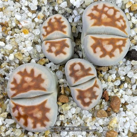 Photo Of The Entire Plant Of Lithops Lithops Karasmontana Subsp