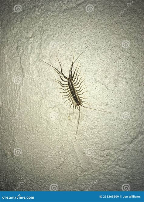 how to get rid of house centipede scutigera coleoptrata 10