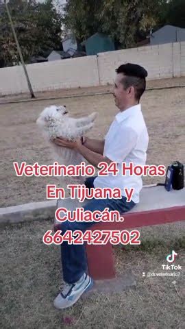 Veterinario Horas En Tijuana Y Culiac N Culiacan Mascotas Perros