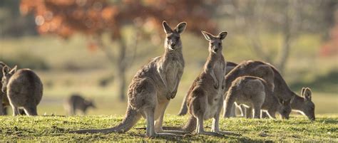 Wallaby vs Kangaroo: What’s the Difference? - SeaQuest