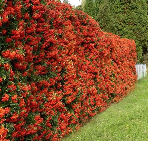 Ognik Szkar Atny Red Column Pyracantha Coccinea P Cm Sadzonki