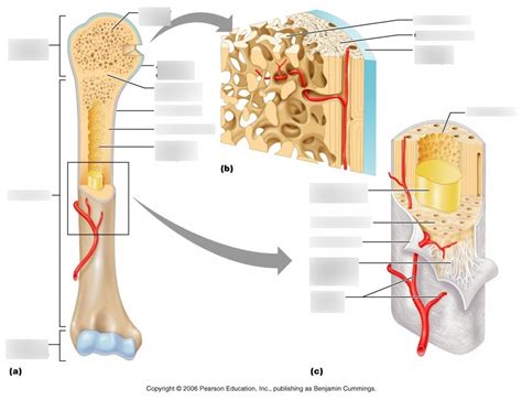 Long Bone Diagram Quizlet