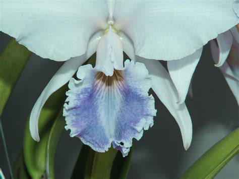 Cattleya Labiata F Coerulea Evolvee Eduardo Gm Flickr