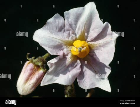 Potato Flower Solanum Tuberosum Solanaceae Stock Photo Alamy