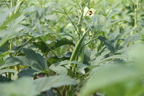 Organic Okra Farming Bhindi Lady Finger Cultivation Agri Farming