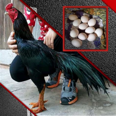 Jual Ayam Bangkok Asli Thailand Pakhoy Aduan Telur Fertil Paket 2 Butir