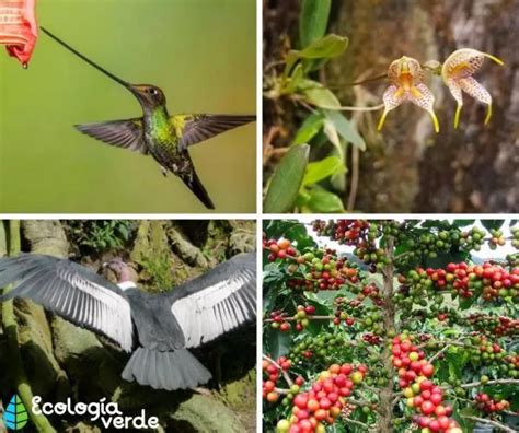 ANDEAN REGION: Characteristics, Flora and Fauna