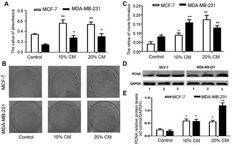 Umbilical Cord Derived Mesenchymal Stem Cells Promote Proliferation And