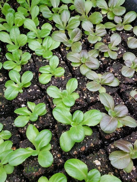 Lettuce Seedlings stock photo. Image of isolated, food - 18583296