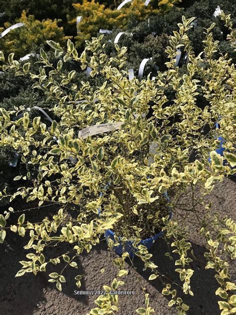 Variegated Chinese Privet Ligustrum Sinense Swift Creek