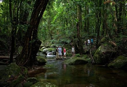 Daintree Rainforest Tours