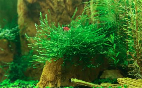 How to Grow Java Moss in Your Fish Tank? - AquariumNexus