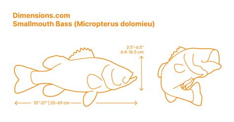 Lake Trout Dimensions And Drawings