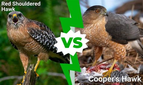 Red Shouldered Hawk vs Cooper’s Hawk: 5 Differences - A-Z Animals