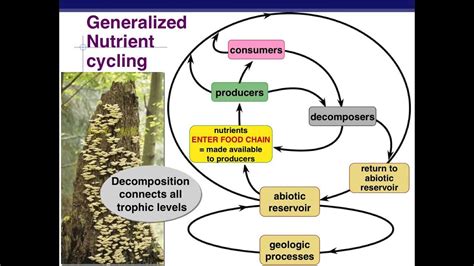 4 Ecosystem Dynamics Youtube