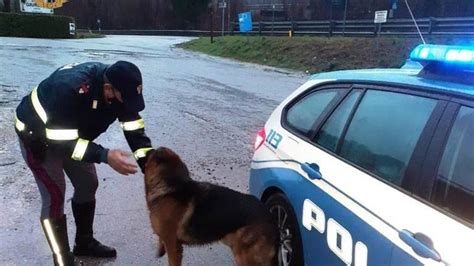 Cane Scappa Di Casa Spaventato Da Tuoni E Dai Botti Di Capodanno