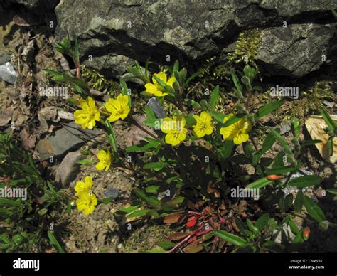 Small Sundrops Hi Res Stock Photography And Images Alamy