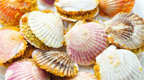 Live Scallops In Shell