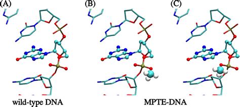 (A) Structure of the wild-type DNA with conventional phosphodiester ...