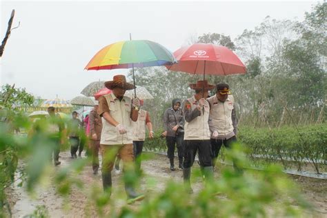 Upaya Bupati Balangan Kendalikan Inflasi Dengan Tanam Cabai Poros