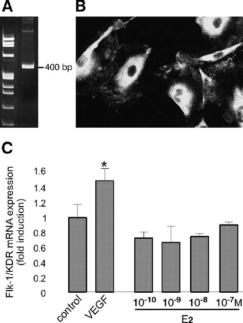 Regulation Of The Vascular Endothelial Growth Factor VEGF Receptor