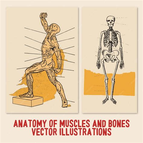 Anatomía Del Cuerpo Músculos Y Huesos Ilustraciones Vectoriales