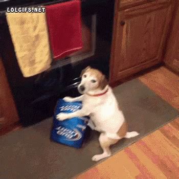 Bud Light Dog GIF - BudLight Dog DontTouchMyBeer - Discover & Share GIFs