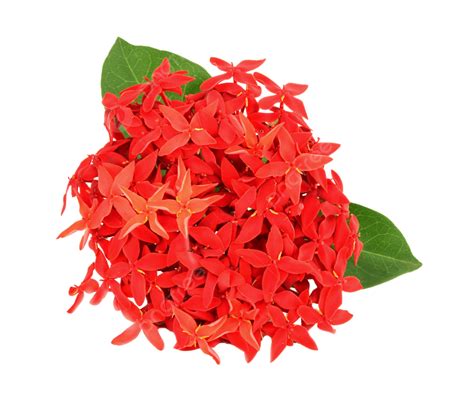 Ixora Flower On White Background Javanese Jungle Rubiaceae Flora PNG