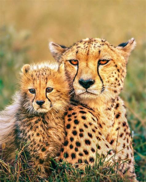 cheetah cubs  long tall hair  runs   neck