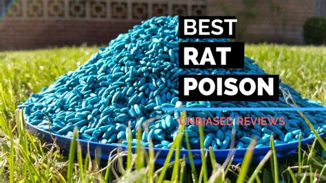 10 Best Rat Poison – Reviews & Buyer’s Guide - House Affection