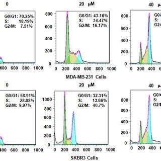 Genistein Inhibits Breast Cancer Cell Growth The Proliferation Of A