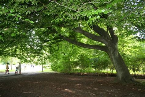 6 Shade Trees Perfect For Warm Or Temperate Climates Global Gardening Secrets