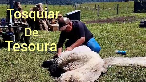 O Que Significa Tosquiar - Como tosquiar ovelhas com tesoura ️ - YouTube