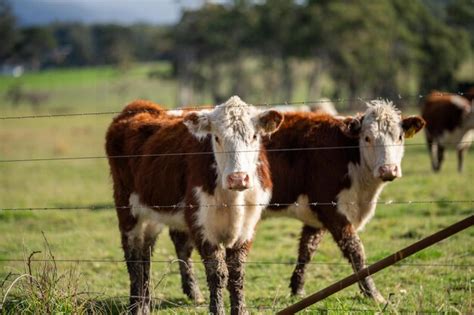 Premium Photo | Cows grazing at sunset on a farm